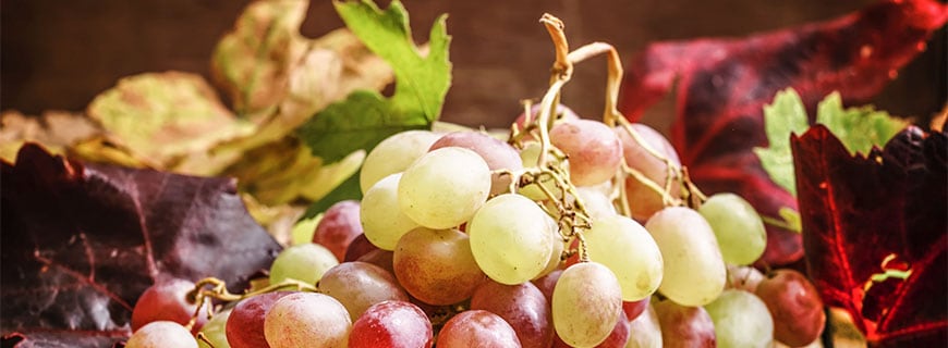 Warum aus Trauben Wein wird