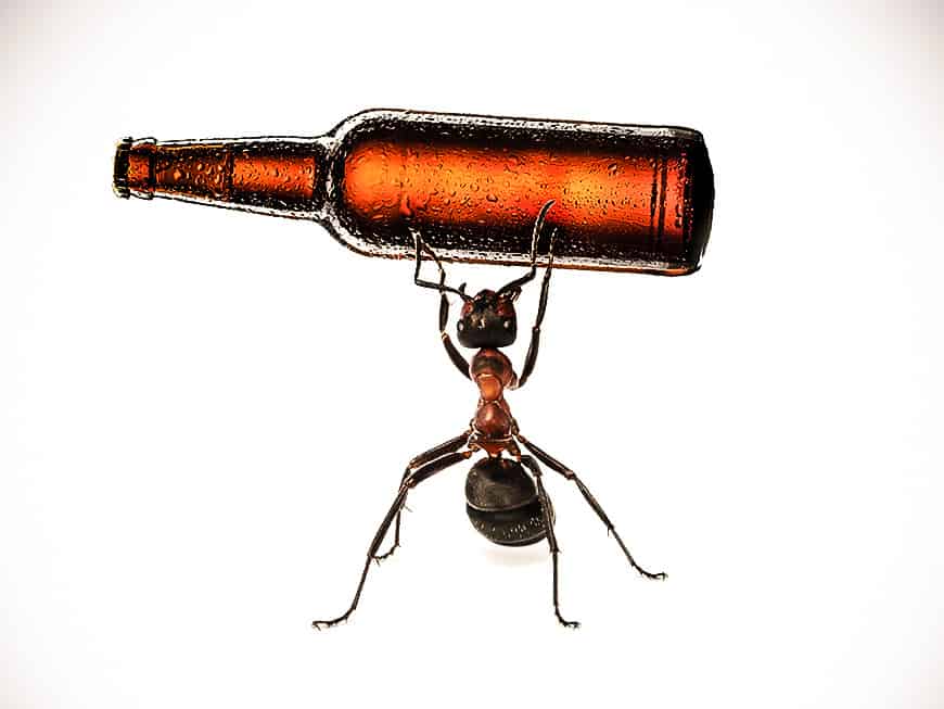 Ameisen sind der neueste Aromentrend im Bier.