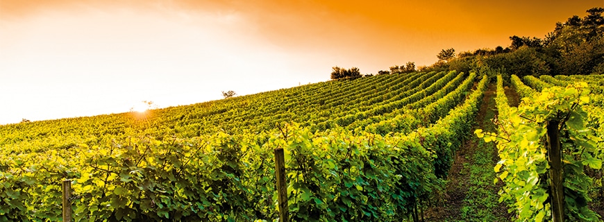 Weingärten von Veuve Clicquot Ponsardin
