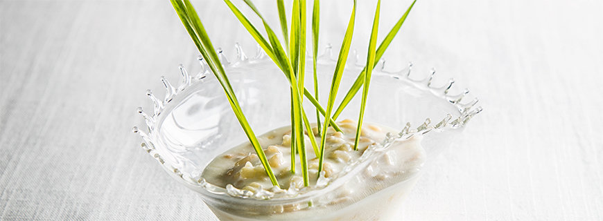Geräuchertes Milchreis-Eis dekoriert mit Weizengras