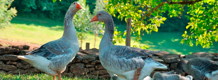 Vogelgrippe sorgt für Aufregung in Frankreich 