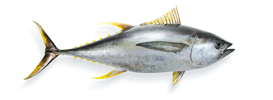 Gelbflossen-Thunfisch