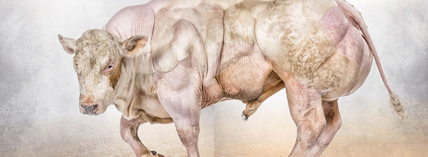 Die Bodybuilder-Kuh: Weißblaue Belgier