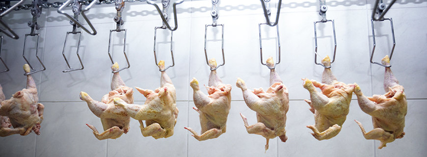 Lebensmittelskandale, tote, hängende Hühner