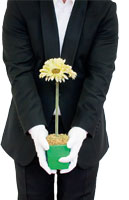 ein Kellner von Hals bis Knie ist zu sehen, mit einer Topfpflanze in seinen Haenden