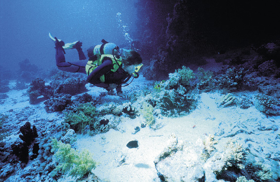 Eine person in taucherausrüstung betrachtet die farbenfrohe unterwasserwelt der cayman islands 