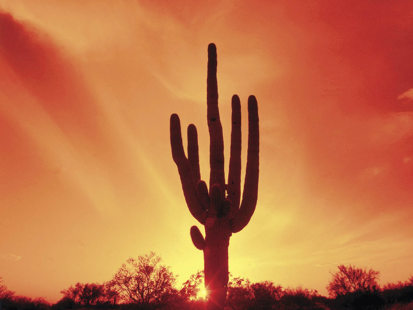 Ein großer Kaktus im Abendrot des Himmels 