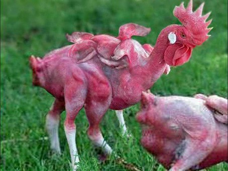 Achtbeiniges Huhn bei KFC in China