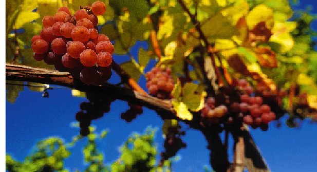 Weintraubenstrauch mit Roten Trauben 