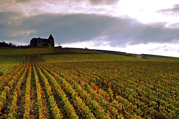 ein ewig langer Weingarten und eine kleine Kirche in der französischen Province 