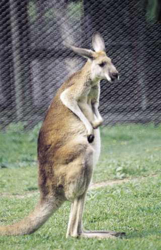 ein stehendes Känguru