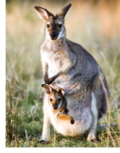 Känguru mit ihrem Jungen