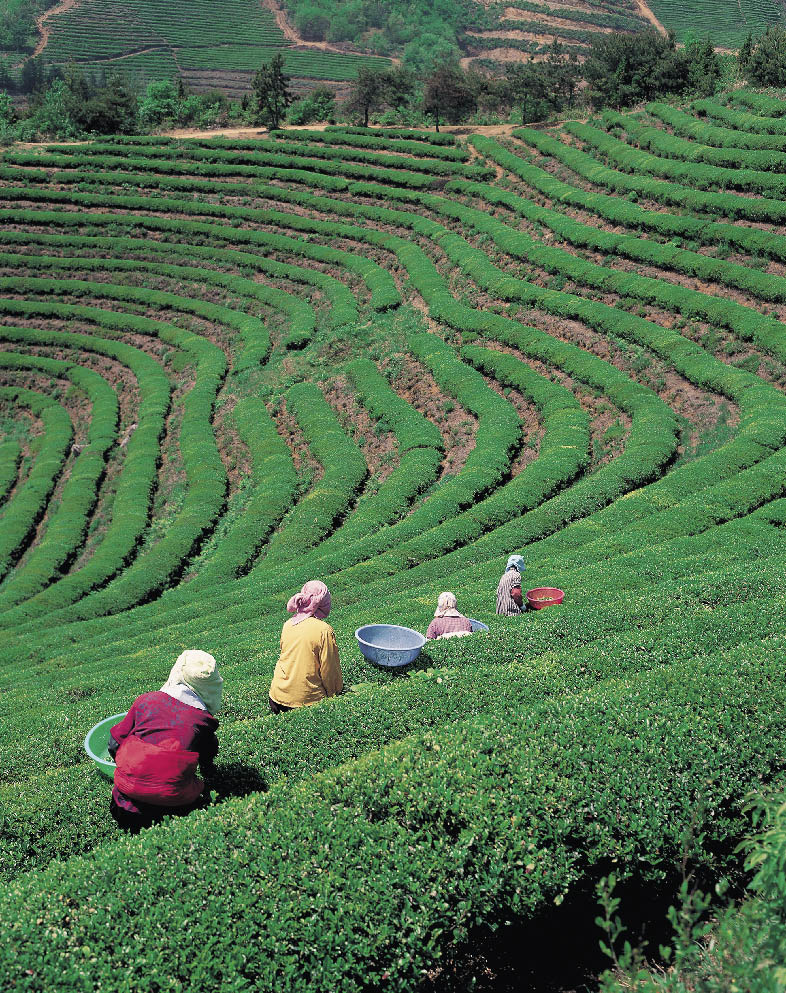 Anbaufläche der Teepflanzen 