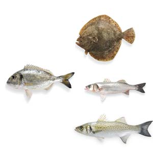 unterschiedliche Fischsorten 