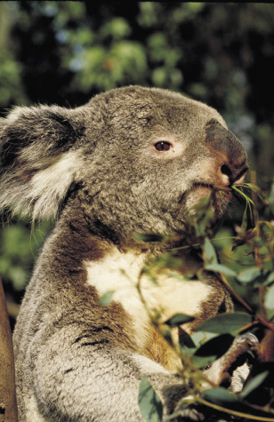 ein eukalyptus fressender koalabär 