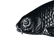 Fischkopf