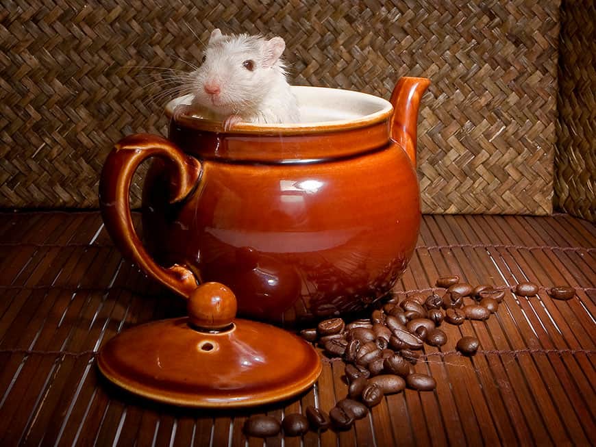 Eine Ratte schaut aus dem Kaffeekessel heraus
