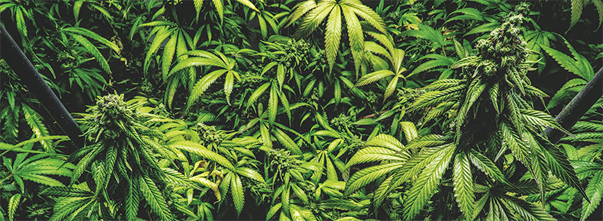 Cannabispflanzen in der Blüte