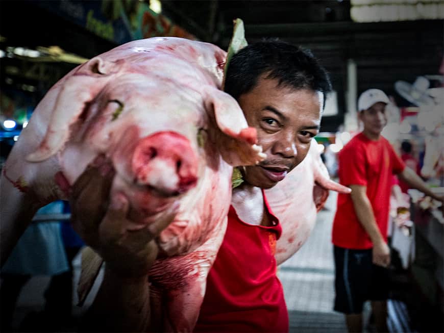 die Filipinos haben im wahrsten Sinn des Wortes Schwein gehabt