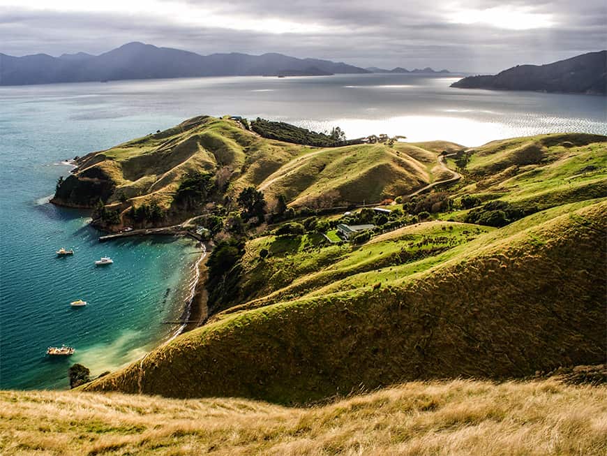 Neuseelands Landschaft: Grüne Hügel am Meer