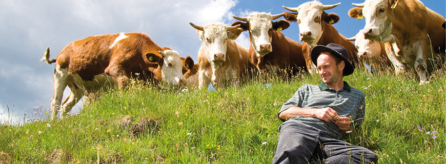 ein junger Herr liegend auf der Weide, hinter ihm grasende Kühe 