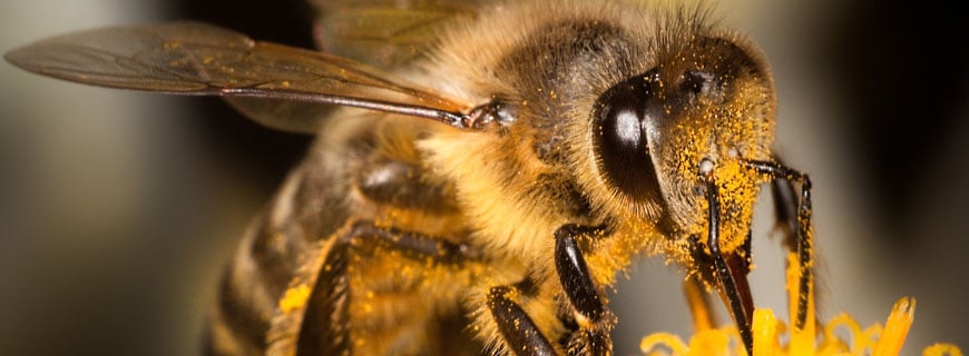 Biene beim Pollen sammeln in Nahaufnahme