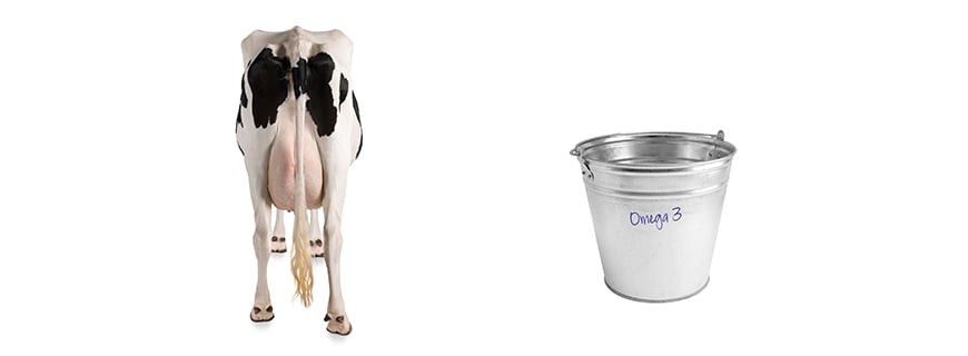 Omega-3-Fettsäuren von einer genetisch veränderten Kuh