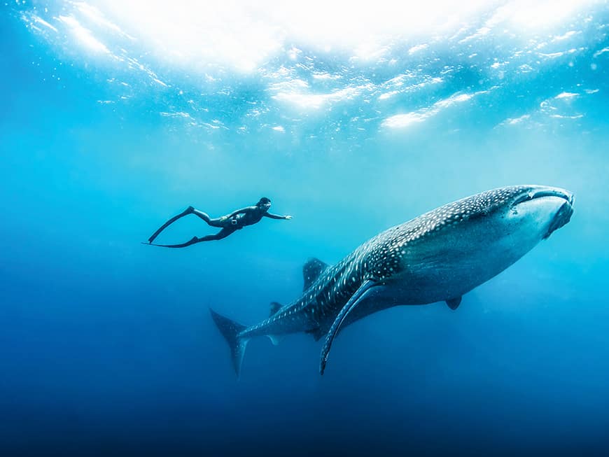 Taucherparadies: Free Diving mit Walhaien ist nur ein Highlight auf den Malediven
