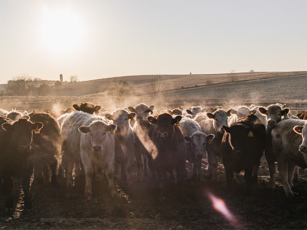 Auf den unendlichen Steppen und Weiden im US-Bundesstaat Nebraska leben die Rinderherden in für europäische Verhältnisse unvorstellbarer Freiheit.