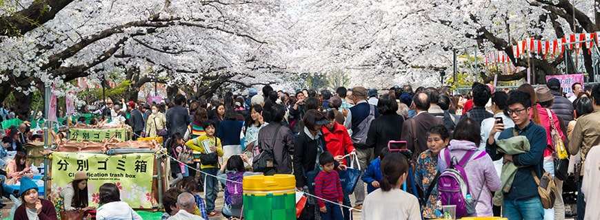 ein Touristenmagnet: die Kirschblüte in Tokio