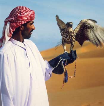 Ein arabischer Herr in einem Kaftan mit einem Falken am Arm 