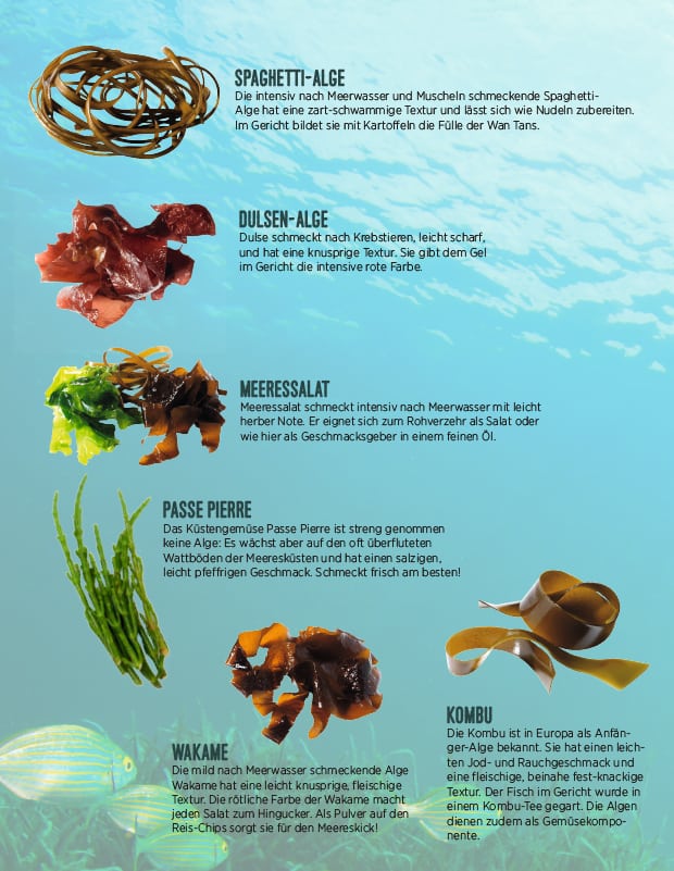 Algenarten unter Wasser