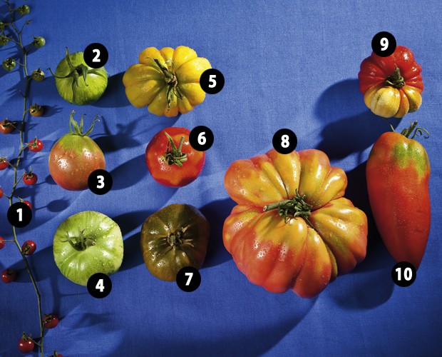 10 Top Tomaten Raritäten