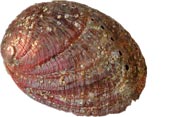 Abalone oder auch Ohrschnecke genannt