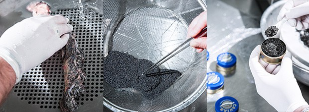 Kaviar Produktion