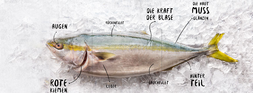 Anatomiebeschreibung eines Fisches