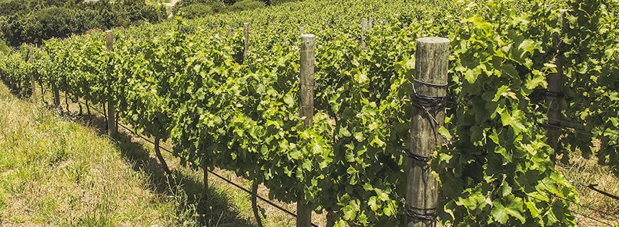 Bester Boden und perfektes Klima: Kapstadt und Umgebung sind ideal für den Weinanbau.