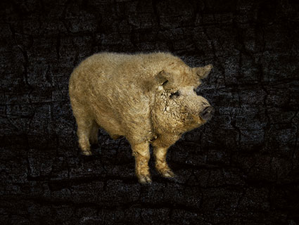Blondes Mangalitza-Schwein Ungarn
